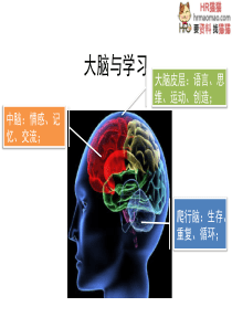 培训体系设计与实施-HR猫猫
