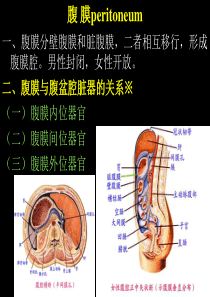 遵义医学院系统解剖学课件02内脏学-4腹膜