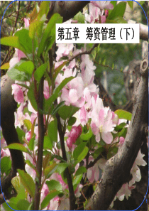 第五章筹资管理(二)