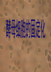 酵母细胞的固定化(公开课)