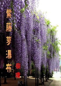 初中语文【7年级下】17  紫藤萝瀑布 主课件