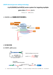 多靶点pCRISPR载体