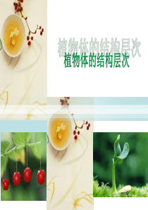 (新人教版)植物体的结构层次