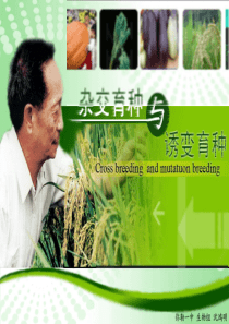 杂交育种与诱变育种课件(优质课)