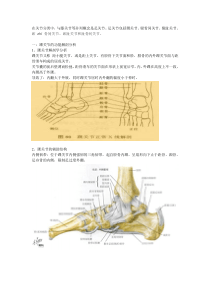 踝关节功能解剖、损伤与恢复