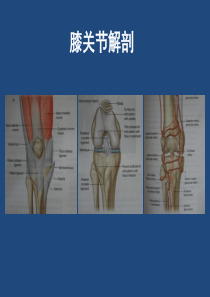 膝关节解剖详细图解