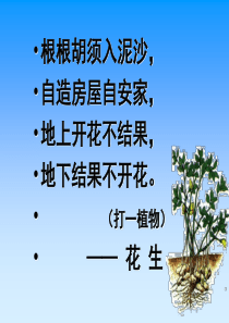 优质课落花生ppt课件