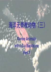 海洋无脊椎动物(3)