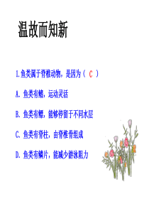 两栖动物和爬行动物课件