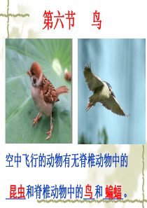-第六节-鸟课件
