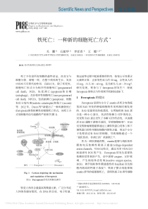 铁死亡-一种新的细胞死亡方式-关鹏
