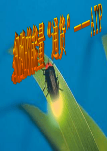 高中生物必修1-人教版-细胞的能量通货——ATP-ppt