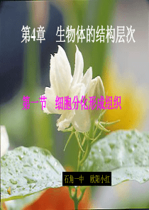 细胞分化形成组织