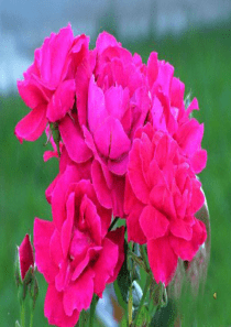 彩虹色的花
