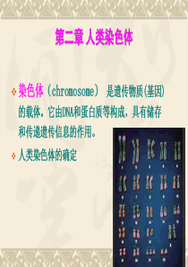 人类染色体