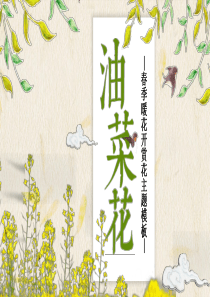 小清新油菜花观赏PPT模板