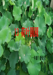 荷叶圆圆课件