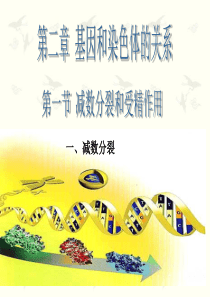 受精作用ppt.
