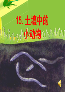 14土壤中的小动物