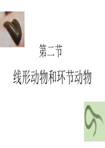 人教版八年级生物上册课件第一章-第二节线形动物和环节动物(20张PPT)资料