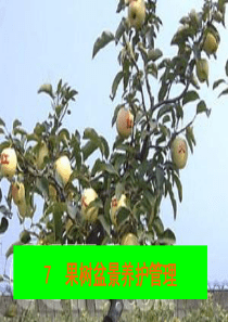 第七讲-果树盆景养护管1