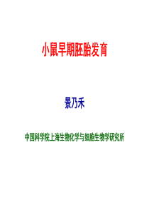 小鼠早期胚胎发育