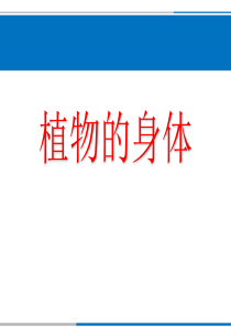 《1-植物的身体》课件