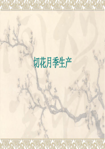 切花月季