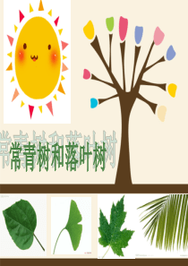 大班科学《落叶树与常青树》课件