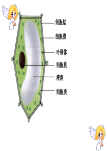 细胞分裂和分化