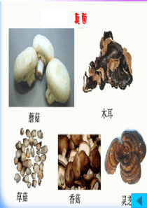 细菌与真菌的分布