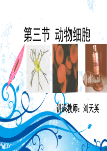 《动物细胞》教案设计课件