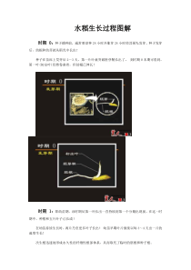 水稻生长过程图解