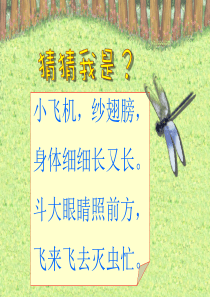 人教版美术二年级上册《蜻蜓飞飞》