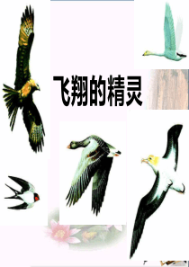 科学四年级上册2.4《飞翔的精灵》PPT课件(上课用)