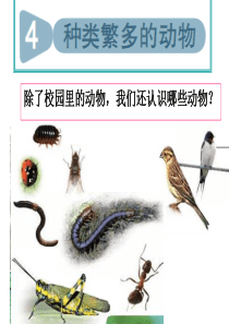 六年级上册科学《种类繁多的动物》PPT
