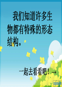 六年级科学上册课件《原来是相互关联的》