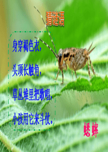 部编版三年级语文上册优秀ppt10在牛肚子里旅行课件