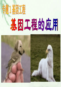 13基因工程的应用000