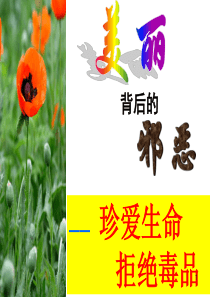 安全教育班会《珍爱生命-拒绝毒品》--ppt课件