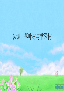 认识：常绿树与落叶树