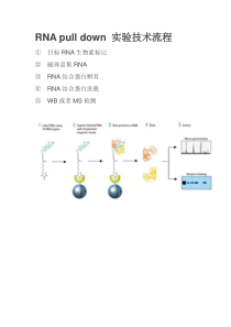 RNA-pull-down