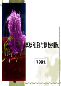 真核细胞与原核细胞的比较