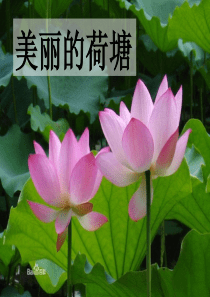 美丽的荷塘