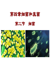 第二节细菌