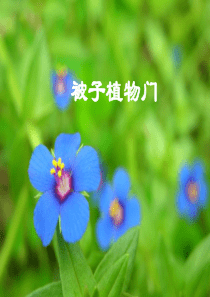 药用植物学被子植物门