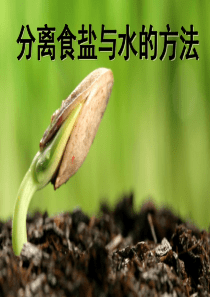 四年级上册科学课件-2.7分离食盐与水的方法-教科版-