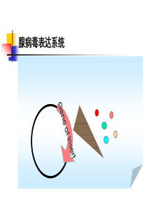 腺病毒表达系统PPT