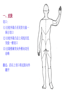 项背部肩胛区上肢后面浅层解剖