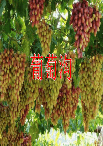 部编版课件《葡萄沟》ppt课件10